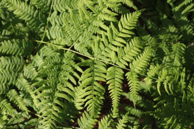 Arka plan ve eğreltiotu yaprakları dokusuna.