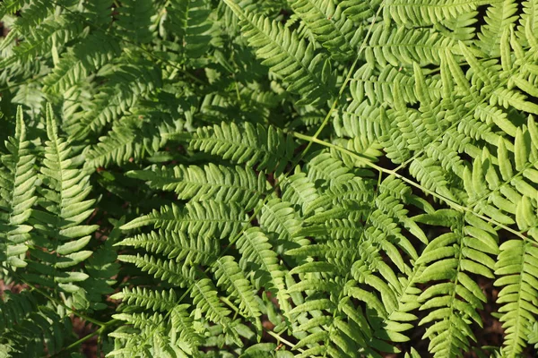 Arka plan ve eğreltiotu yaprakları dokusuna.