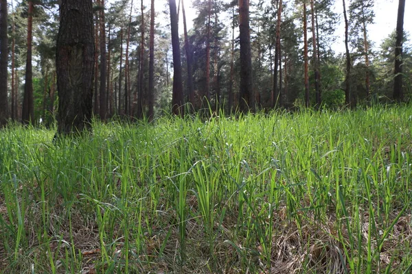 Parkta ya da güneş ışıkları ormanında çimen.