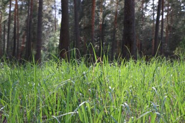 Parkta ya da güneş ışıkları ormanında çimen.