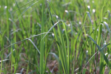 Parkta ya da güneş ışıkları ormanında çimen.