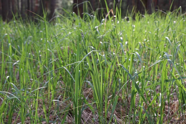 Herbe dans le parc ou dans la forêt sous les rayons du soleil . — Photo