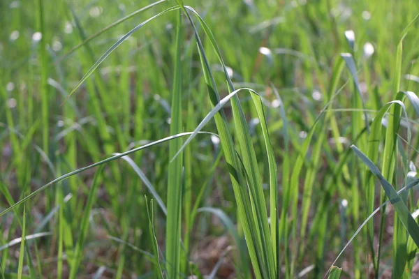 Herbe dans le parc ou dans la forêt sous les rayons du soleil . — Photo