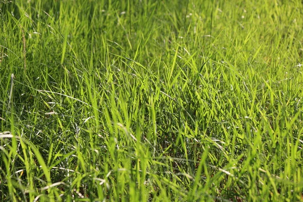 Milieux d'été avec herbe verte — Photo