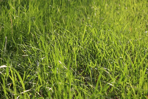 Nyári hátterek, a zöld fű — Stock Fotó