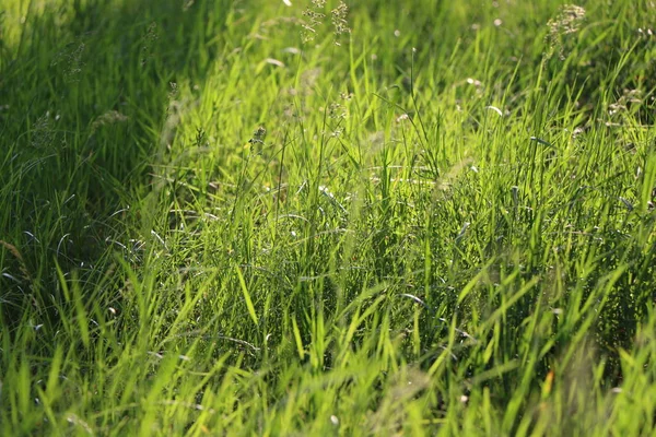 Fundos de verão com grama verde — Fotografia de Stock
