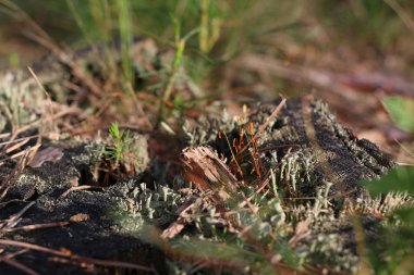 Yeşil yosun ile eski çam güdük