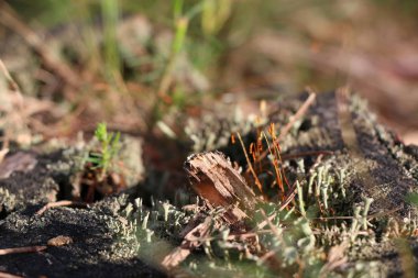 Yeşil yosun ile eski çam güdük