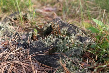 Yeşil yosun ile eski çam güdük