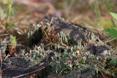 Yeşil yosun ile eski çam güdük