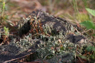Yeşil yosun ile eski çam güdük