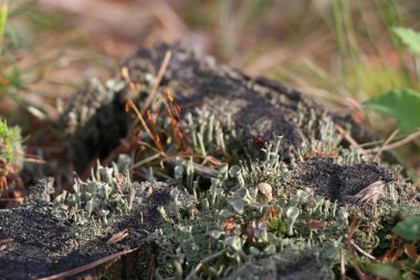 Yeşil yosun ile eski çam güdük