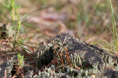 Yeşil yosun ile eski çam güdük