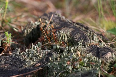 Yeşil yosun ile eski çam güdük
