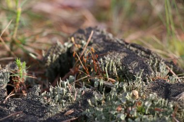 Yeşil yosun ile eski çam güdük