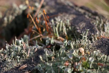 Yeşil yosun ile eski çam güdük