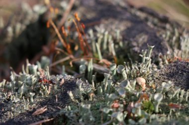 Yeşil yosun ile eski çam güdük