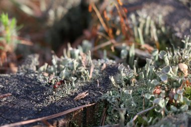 Yeşil yosun ile eski çam güdük