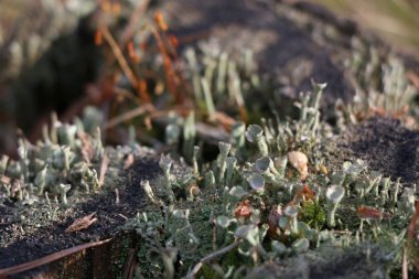 Yeşil yosun ile eski çam güdük