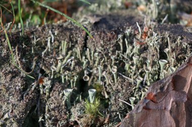 Yeşil yosun ile eski çam güdük