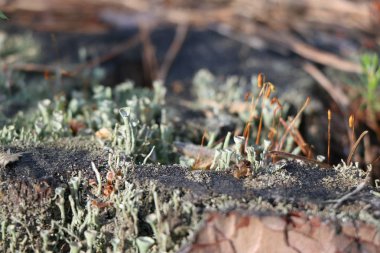 Yeşil yosun ile eski çam güdük