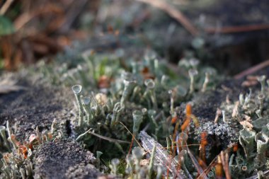 Yeşil yosun ile eski çam güdük