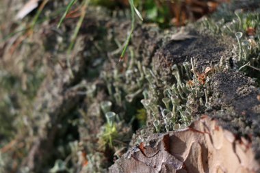 Yeşil yosun ile eski çam güdük