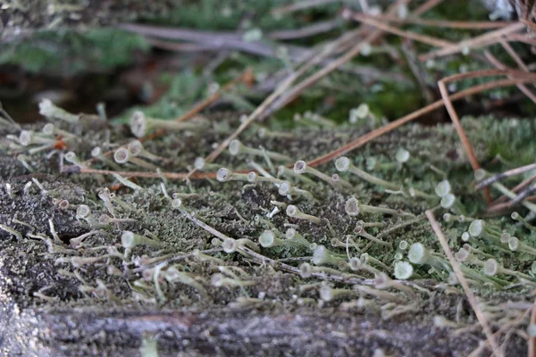 Starý pařez borovice s zeleným mechem — Stock fotografie