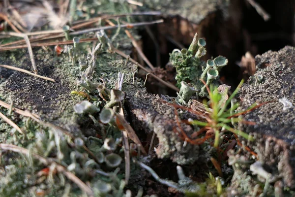 Old pine stump with green moss — Stock Photo, Image