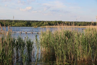 Bir sürü martı indi vardır
