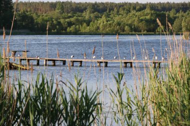 Bir sürü martı indi vardır