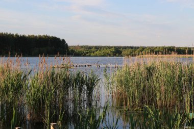 Bir sürü martı indi vardır