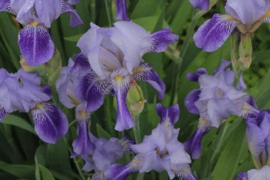 Iris çiçekler, güzel bahar çiçek