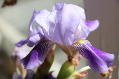 Iris çiçekler, güzel bahar çiçek