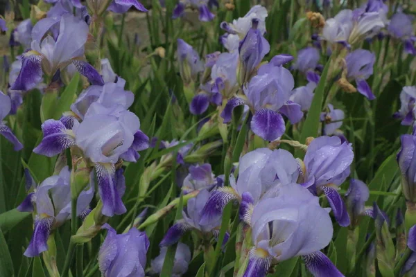 Flores del iris, una hermosa flor de primavera — Foto de Stock