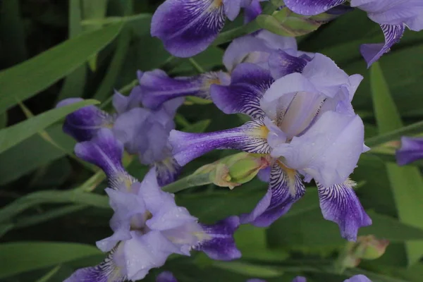 Iris flowers, a beautiful spring flower — Stock Photo, Image