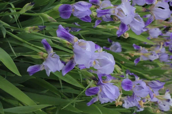 Τα λουλούδια της ίριδας, ένα όμορφο λουλούδι άνοιξη — Φωτογραφία Αρχείου