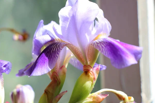 Fleurs d'iris, une belle fleur de printemps — Photo