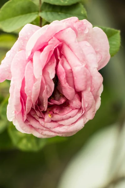 Erotic rose flower — Stock Photo, Image