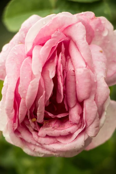 Erotico fiore di rosa — Foto Stock