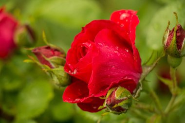 çay Bahçe yaz aylarında Ukrayna gül