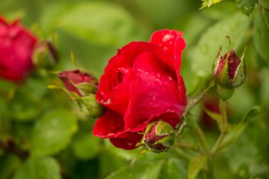 çay Bahçe yaz aylarında Ukrayna gül