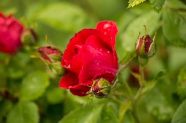 çay Bahçe yaz aylarında Ukrayna gül