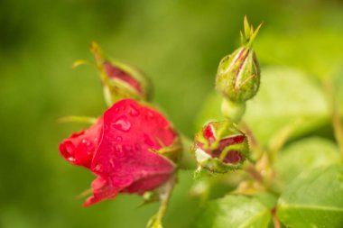 çay Bahçe yaz aylarında Ukrayna gül