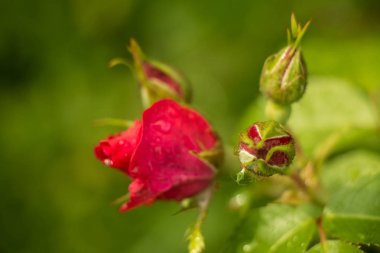 çay Bahçe yaz aylarında Ukrayna gül