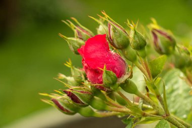 çay Bahçe yaz aylarında Ukrayna gül