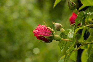 çay Bahçe yaz aylarında Ukrayna gül