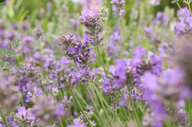 Doğa lavanta çiçeği