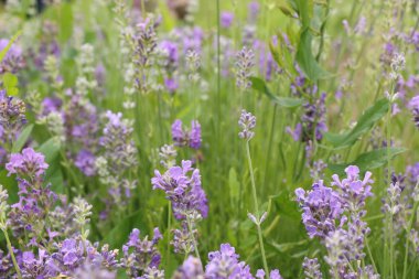 Doğa lavanta çiçeği