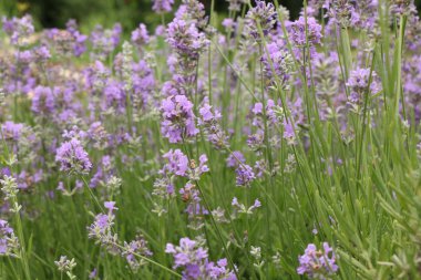 Doğa lavanta çiçeği